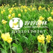 【48812】北海道黄杨作为一种终年绿叶植物丛生独挑绿篱植物